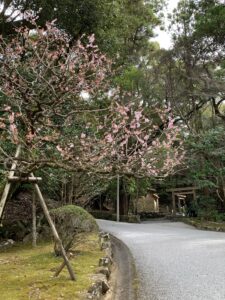 桜かな（？）が咲いていた